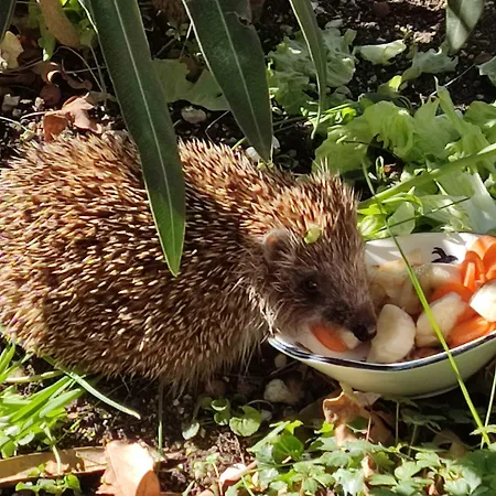 Διαμέρισμα Popi Klenovica
