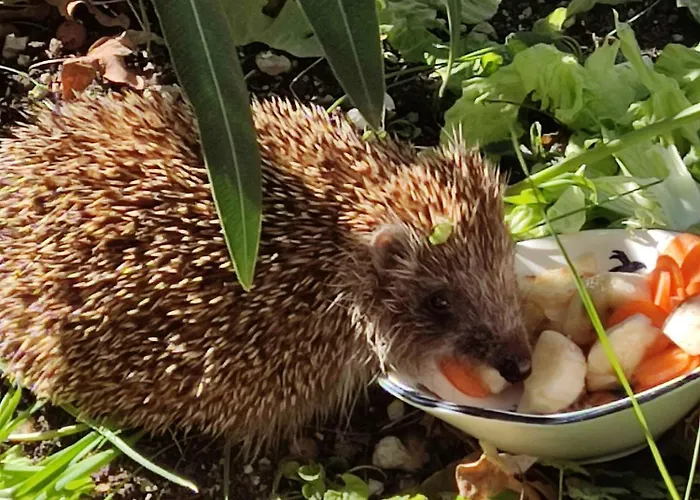 Appartement Popi Klenovica